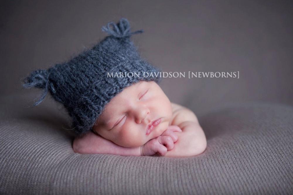 {little grey kitten}